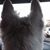 Julie Elak's profile image
