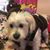 Dottie Searfoss's profile image