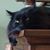 Merri Frederick's profile image