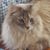Sharon Burns's profile image