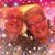 Tracy Ann Reda's profile image