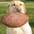 Steve Herzog's profile image