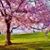Dianne Mason Bedrosian's profile image