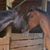 PH Souffle's profile image