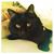 Suzanne Scott's profile image