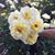 Paulette Biron Belleville's profile image