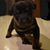 Diana Guinard's profile image