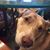 Carla Smalley's profile image