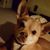 Neicy Tippit's profile image