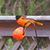 Rachel Hess's profile image