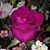 Cindy Rose's profile image