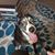 Gina Sophia Coghlan's profile image
