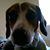 David Gambell's profile image