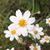 Missy Cormier Trahan's profile image
