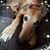 Charlotte Sands Shanagher's profile image