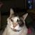 Deanna Lancrain Waataja's profile image