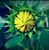Terri De Caro Boas's profile image