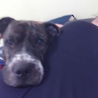 Nicole Mayer Male's profile image