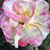 Marie Driver Edwards's profile image