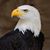 Della Gorelick's profile image