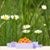 Tracie Ward's profile image