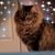 Pam Baldwin Coffman's profile image