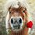 Roxanne Tart's profile image