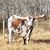 Denise Stang Torpe's profile image