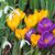 Elaine Swierszcz Gaither's profile image