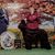 Kam Pelham-Polk's profile image