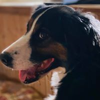 Sherri Chasteen's profile image