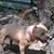 Derrick Gtbullys Clemons's profile image