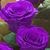 Sandy Newton Haggett's profile image