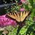 Cindi Williams's profile image