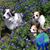Connie Haschke's profile image