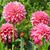 Sharyl Wolter's profile image