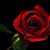 Marianne Williams's profile image