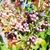 Denise Ward Beaudin's profile image