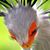 Sheila Ueck Beatty's profile image