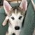 Maryann Harper's profile image