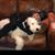 Sarah Sless's profile image