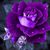 Alexandria Woodford's profile image