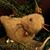 Tammy Beaudoin Charette's profile image