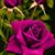Blanca Cervantes's profile image