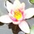 Patricia A Toland's profile image