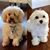 Tony Trieu's profile image