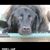 Debbi L. Lyall's profile image