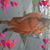 Caprice Eddington's profile image