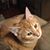 Bernadette Pernotto's profile image