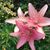 Carmalita Raber's profile image